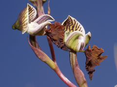 Disa spathulata spathulata