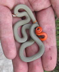 Diadophis punctatus modestus