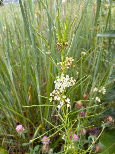 whorled milkweed