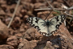 Melanargia titea