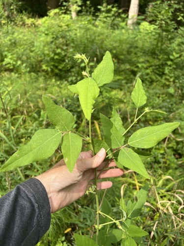 Desmodium canescens, photograph 6