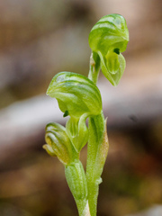 Pterostylis cycnocephala