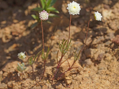 Cotula nudicaulis