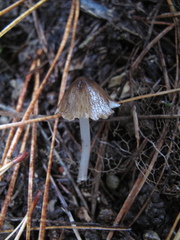 Pseudohydropus parafunebris