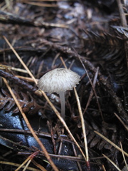Pseudohydropus parafunebris