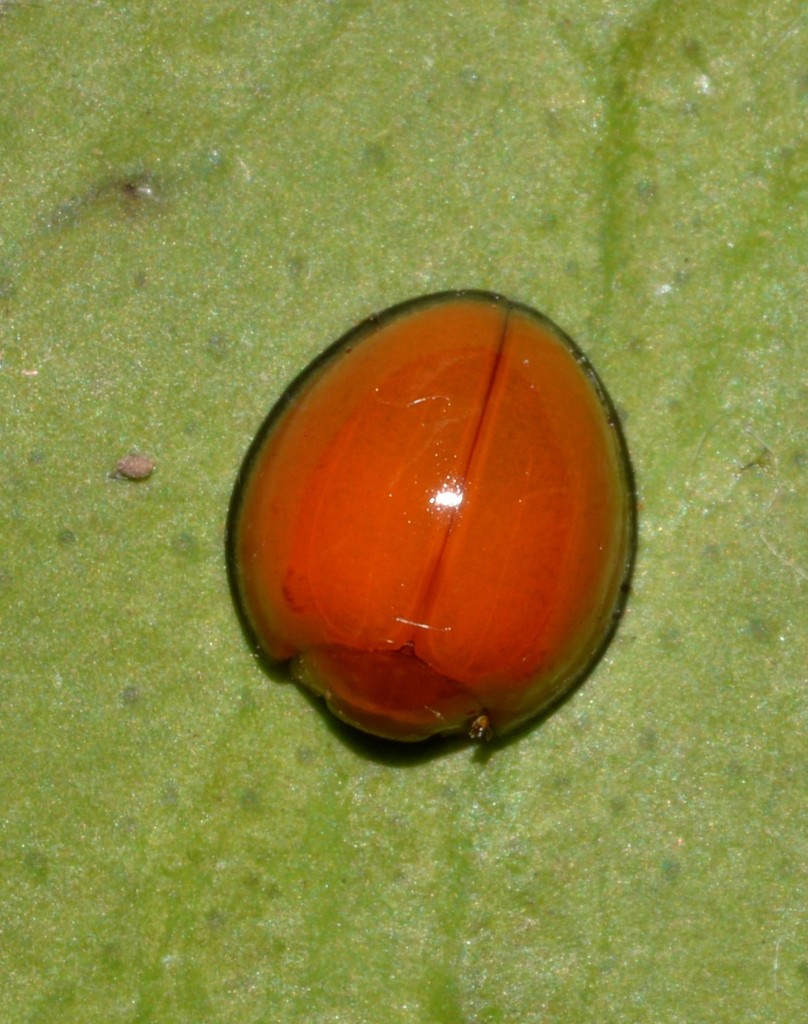 Chilocorus circumdatus (Beetles of Coffs Harbour NSW, AU) · iNaturalist