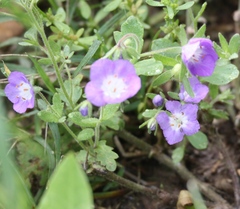 Nemophila phacelioides