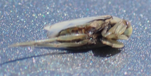 Notonecta unifasciata