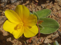 Moraea luteoalba