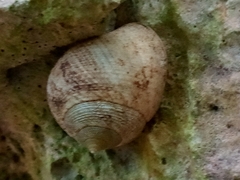 Eutrochatella virginea