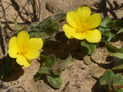 Moraea luteoalba