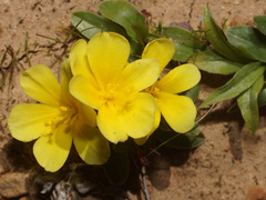 Moraea luteoalba