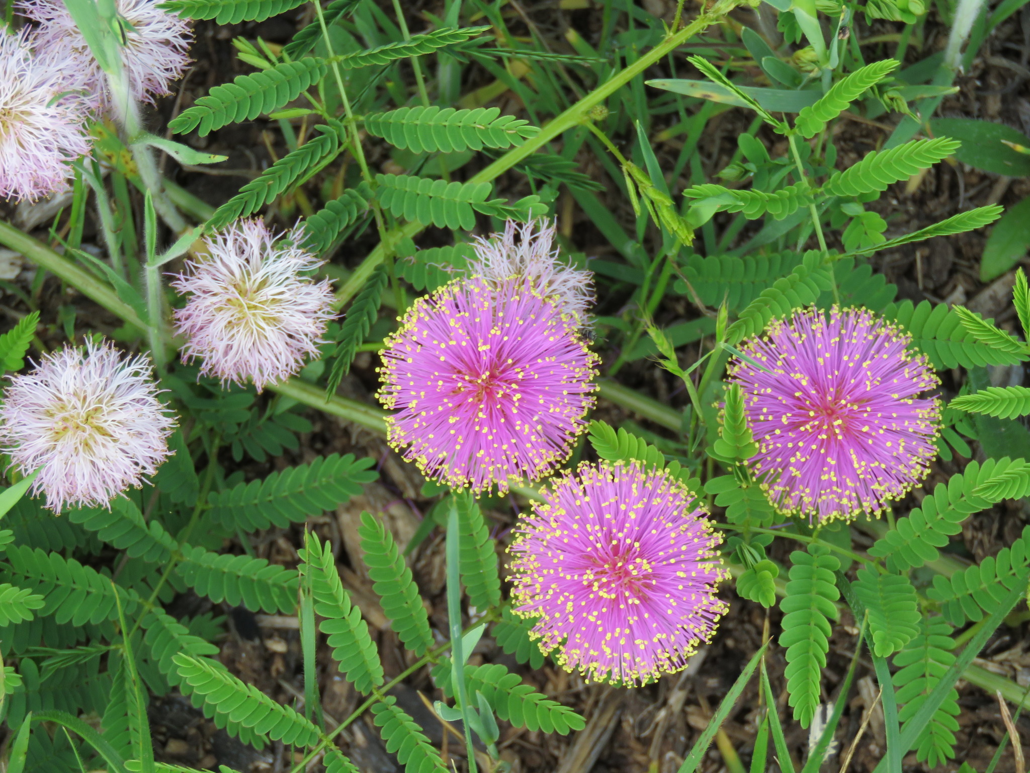 Mimosa quadrivalvis