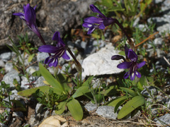 Sparaxis metelerkampiae