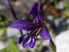 Sparaxis metelerkampiae