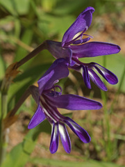 Sparaxis metelerkampiae