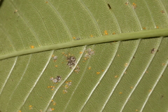 Coleosporium plumeriae