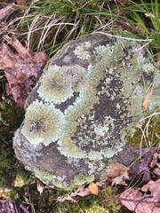 Xanthoparmelia stenophylla