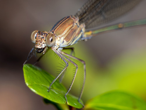 Glistening Demoiselle