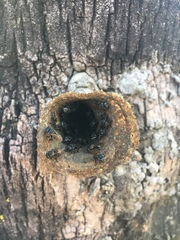 Scaptotrigona postica