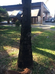 Scaptotrigona postica