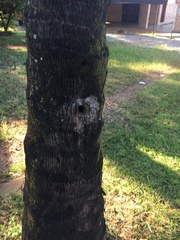 Scaptotrigona postica