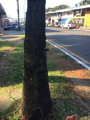 Scaptotrigona postica