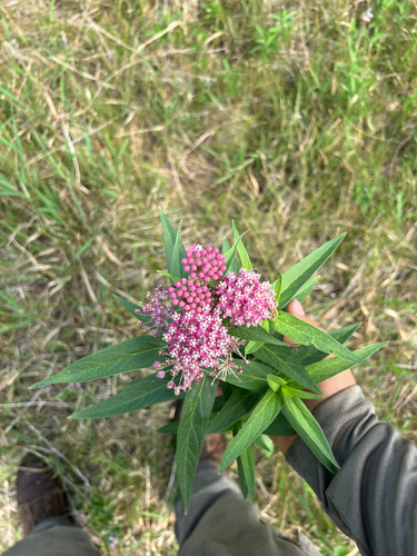 swamp milkweed