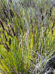 Elegia tectorum
