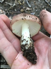 Russula vinacea