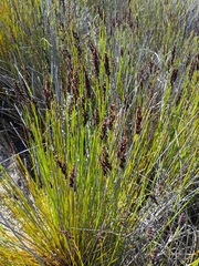 Elegia tectorum