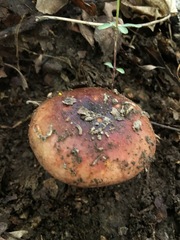 Russula vinacea