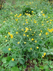 Ranunculus auricomus