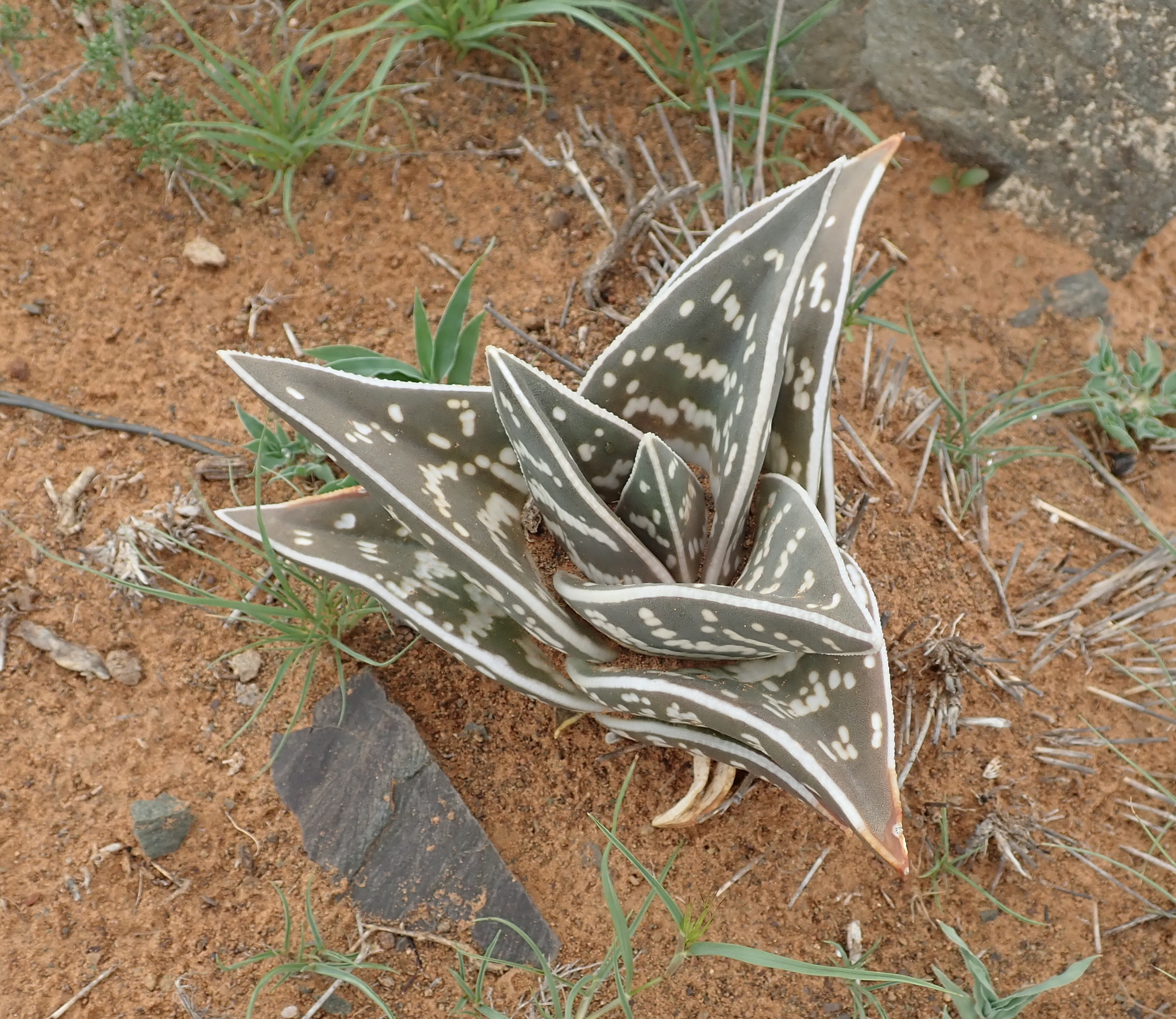Common Partridge Aloe (Gonialoe variegata)  iNaturalist
