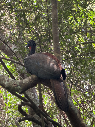 Crested Guan