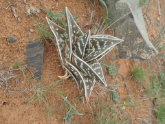 Gonialoe variegata