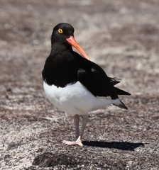 Haematopus leucopodus