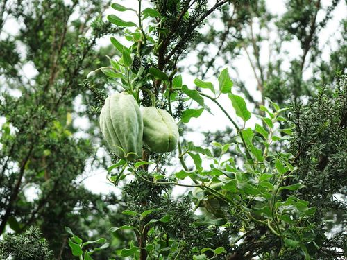 Moth Vine