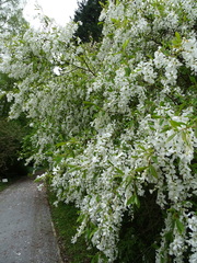 Exochorda