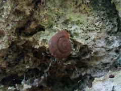 Plagioptycha strumosa