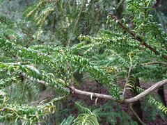Torreya nucifera
