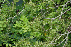 Dalbergia latifolia