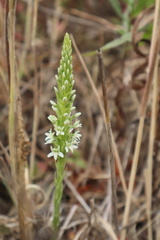 Piperia elegans ssp. elegans