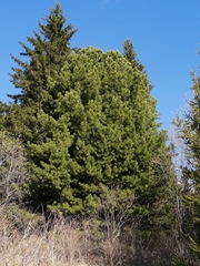 Pinus sibirica