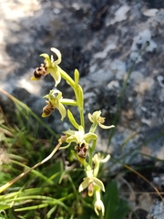 Ophrys scolopax apiformis