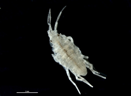 Podocerus chelonophilus