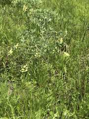 Baptisia bracteata leucophaea