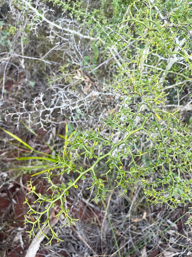 small-Leaved canthium
