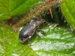 Phyllobius pyri