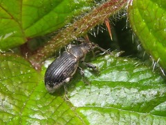 Phyllobius pyri